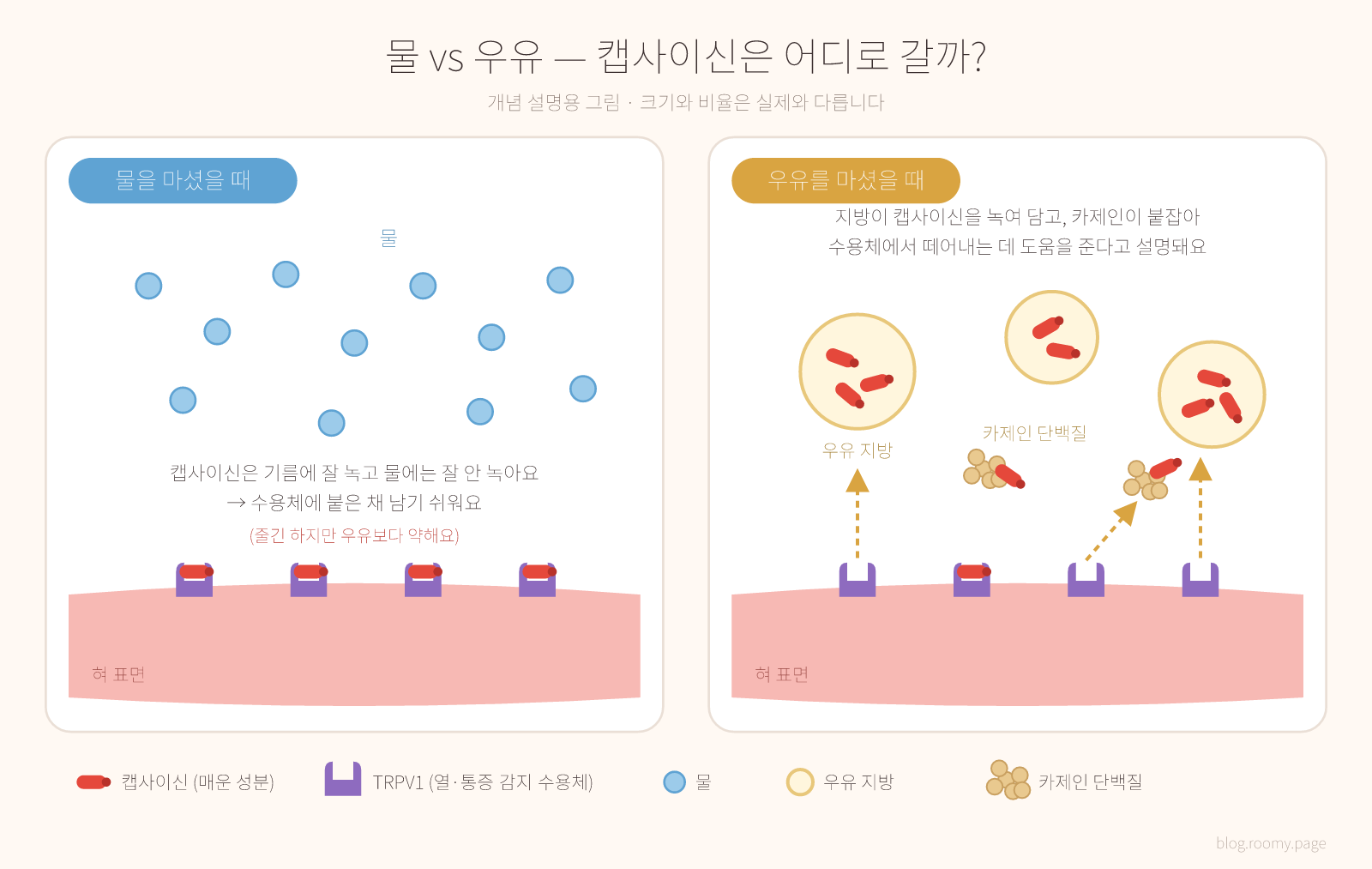 물과 우유(지방·카제인)가 캡사이신을 대하는 방식 개념도